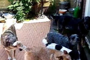 Izzy Bella Donna: Onze roedel