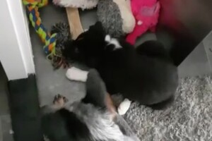 Ava Kira: mijn broertje Flynn