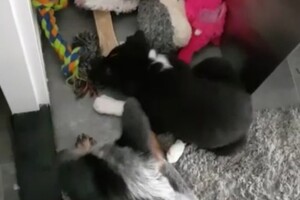 (13 juli) Ava Kira en Flynn