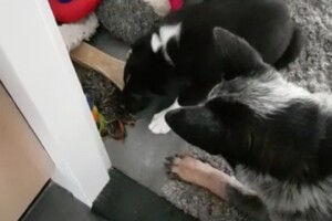 Ava Kira: mijn broertje Flynn