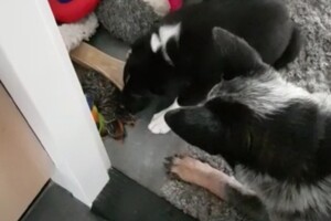 (13 juli) Ava Kira en Flynn