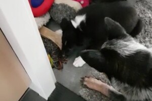 (13 juli) Ava Kira en Flynn