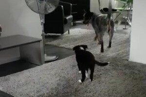 (13 juli) Ava Kira en Flynn