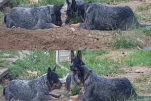 Onze honden - per 25 juni 2021