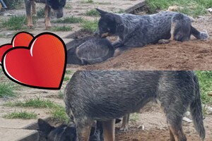 Onze honden - per 25 juni 2021