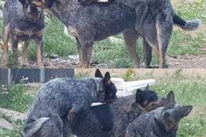 Onze honden - per 25 juni 2021