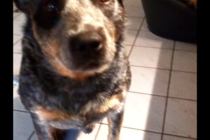 Tante Janske en de roedel