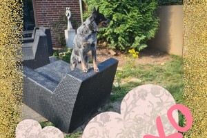 Izzy - "Snuffelbos" - 16 juli