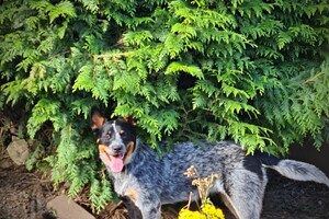 Izzy - "Snuffelbos" - 16 juli