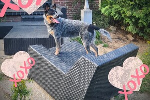 Izzy - "Snuffelbos" - 16 juli