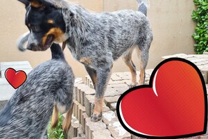 Izzy: ik ben loops en hondenschool