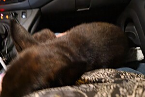 Hollandse Herder Bucky