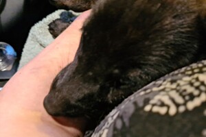 Onze Bucky - 23 augustus 2021