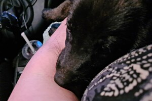 Onze Bucky - 23 augustus 2021