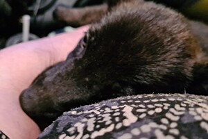 Onze Bucky - 23 augustus 2021