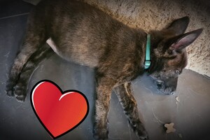 Bucky naar mijn ouders