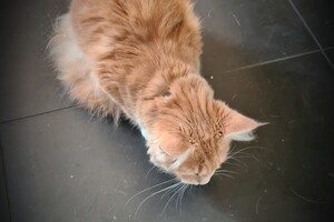 Clémentine 16 mei 2021