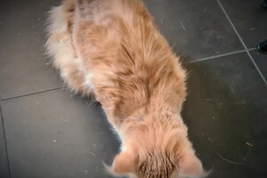 Clémentine 16 mei 2021