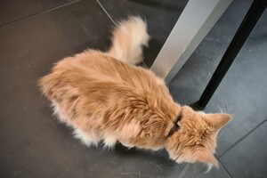 Clémentine 16 mei 2021