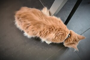 Clémentine 16 mei 2021