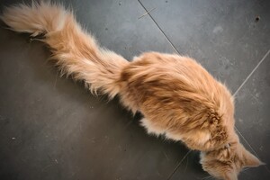 Clémentine 16 mei 2021