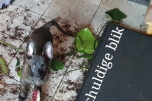 Onze Bucky - 23 augustus 2021