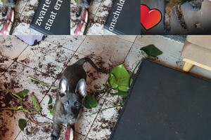 (23 augustus) Bucky Hollandse Herder