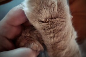 Hayco (kater): het begin 12 mei 2021