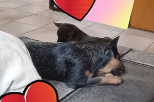 Onze Bucky - 23 augustus 2021