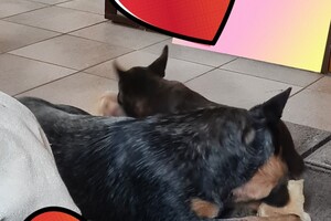 Onze Bucky - 23 augustus 2021