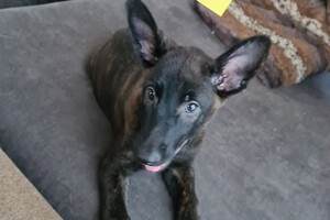 Onze Bucky - 23 augustus 2021