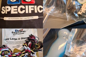 (23 augustus) Bucky Hollandse Herder