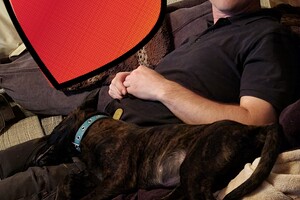 Hondenbench met puppy pakket