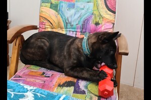 Bucky: laatste inenting 