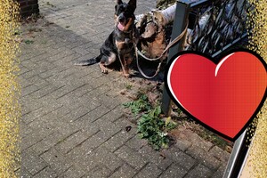 Izzy en Vida: hondenschool