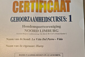 Izzy en Vida: hondenschool