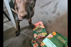 Vida en Bucky: hondenschool