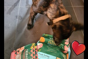 Vida en Bucky: hondenschool