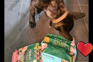 Vida en Bucky: hondenschool