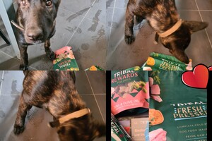 Vida en Bucky: hondenschool