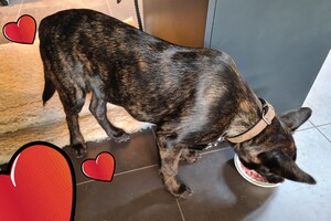 Bucky "snuffelbos" 20 oktober