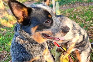 Vakantie met de honden