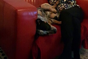 Ava Kira: rusten na het bos