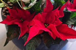 Clémentine 28 maart- 2 mei 2021