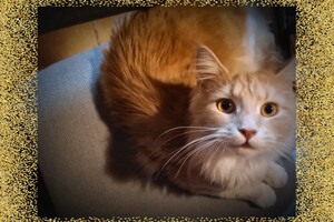 Clémentine 28 maart- 2 mei 2021