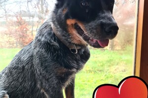 Bellobox: maand februari van mijn ouders cadeau