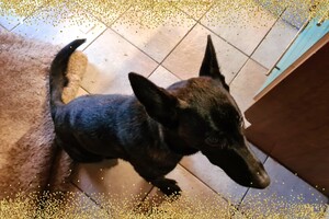 Bucky: agility "Puppy curcus"