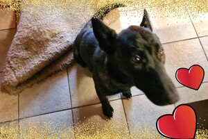 Bucky: agility "Puppy curcus"