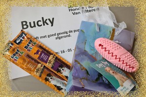Bucky: agility "Puppy curcus"