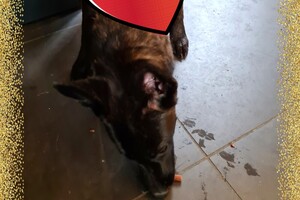 Bucky: agility "Puppy curcus"